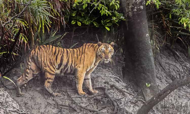 The Beauty of Sundarbans – UNESCO World Heritage Centre | Incredible India