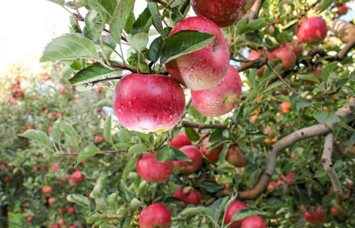 Top 10 Fruits of Kashmir