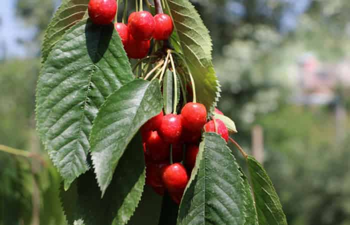 Cherry Kashmiri Fruit