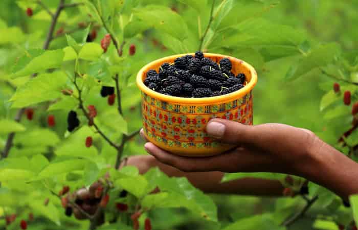 Mulberry Kashmiri Fruit