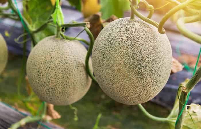 Musk Melon Kashmiri Fruit