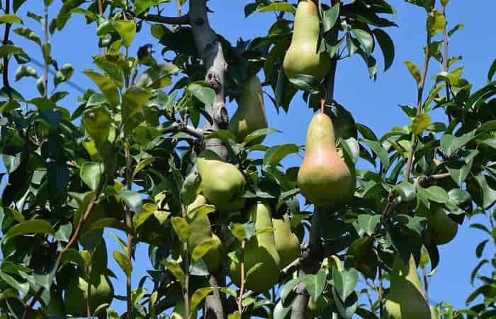 Pears Kashmiri Fruit