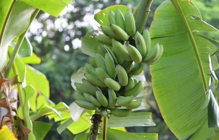 Banana Fruit