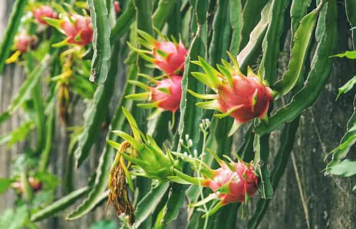 Dragon Fruit