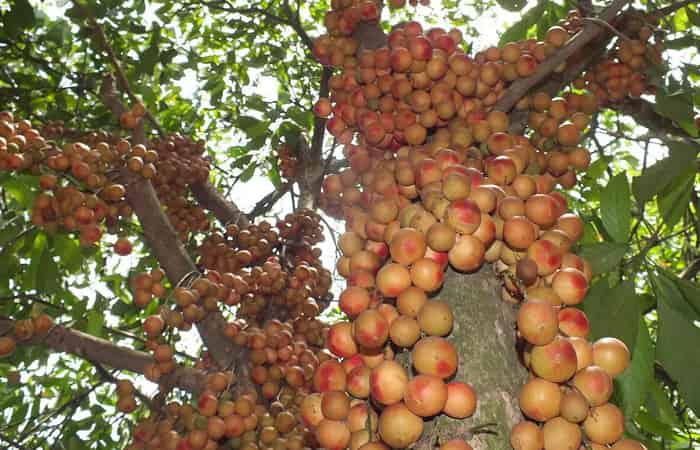 Grapes Fruit