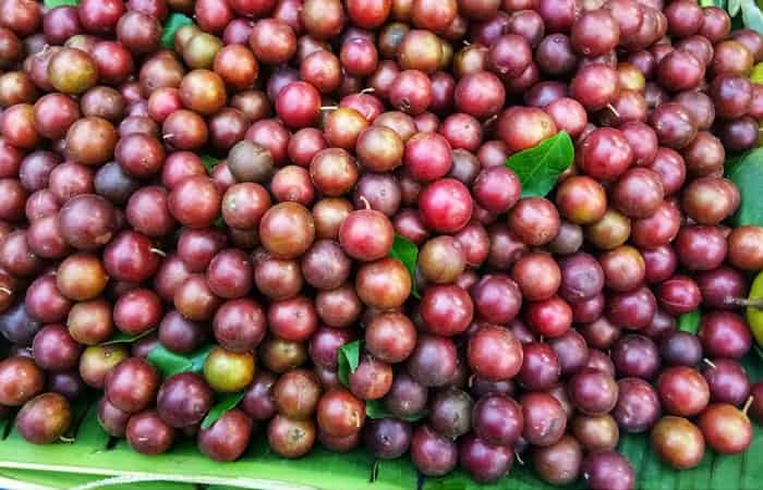 Indian Coffee Plum Fruit