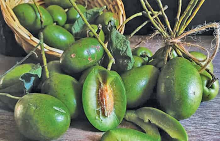 Indian Olive Fruit