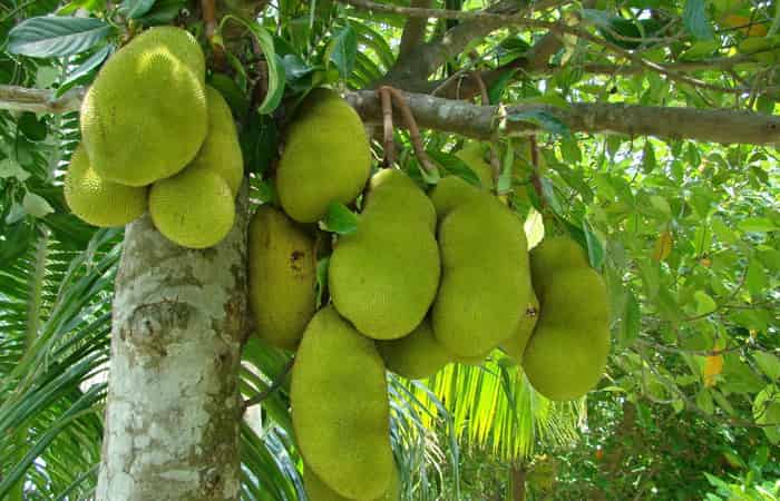 Jackfruit