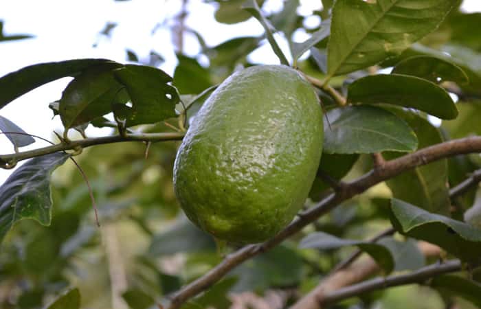 Lemon Fruit
