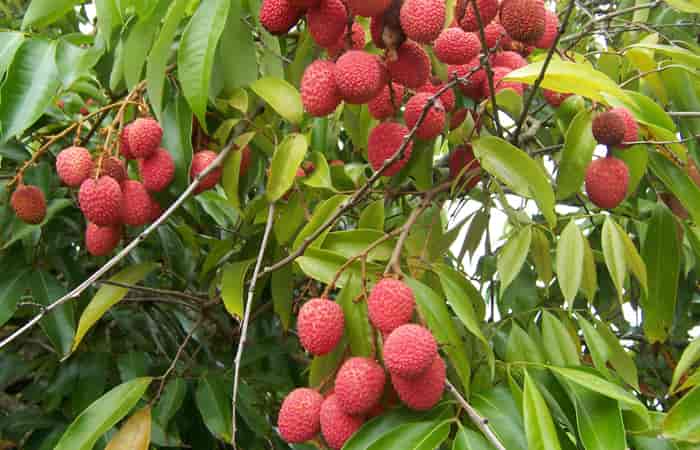 Litchi Fruit