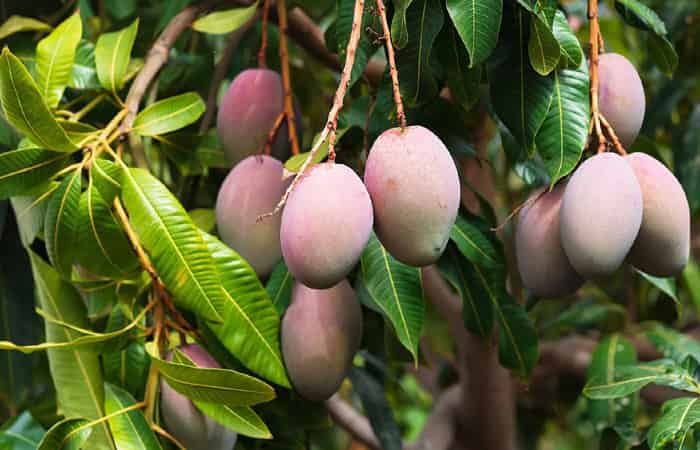 Mango Fruit