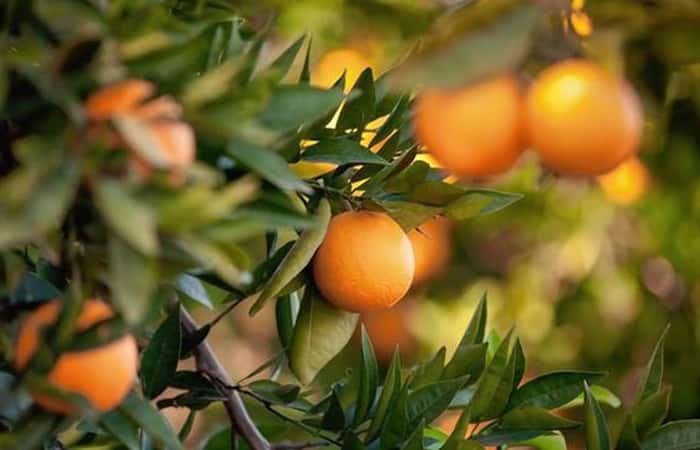 Orange Fruit