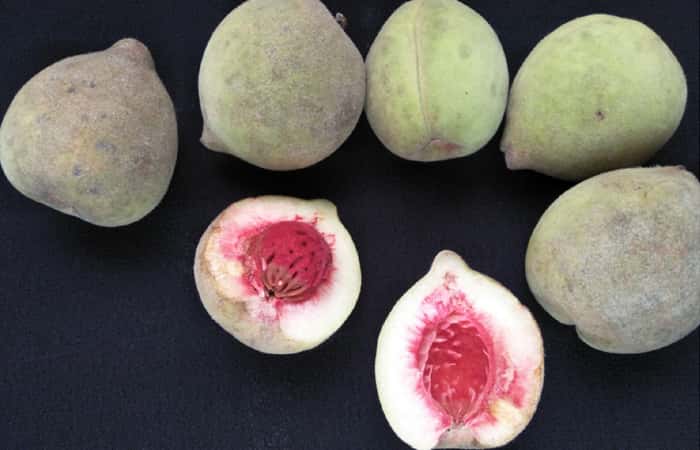 Peach Fruit