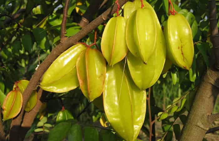 Star Fruit