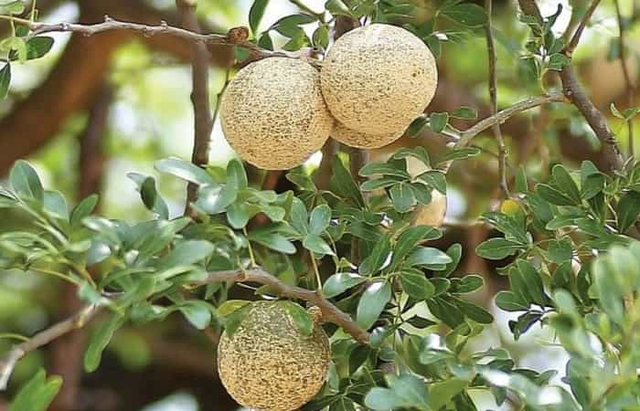 Wood Apple Fruit
